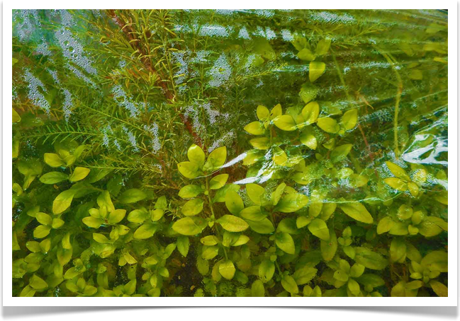 Austin Wall Landscaping